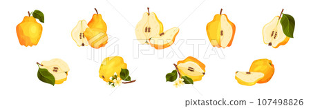 Quince Fruit Whole and Half with Stem Vector Set Quince Fruit Whole and Half with Stem Vector Set 107498826