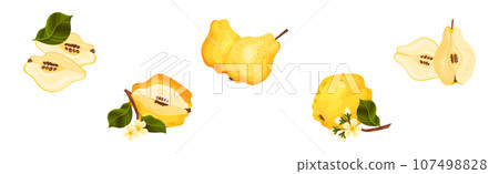 Quince Fruit Whole and Half with Stem Vector Set 107498828