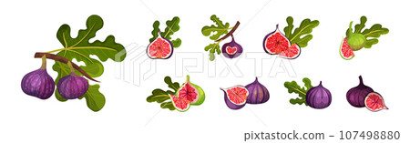 Fig Fruit with Thin Skin and Many Small Seeds Inside Vector Set 107498880