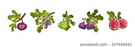 Fig Fruit with Thin Skin and Many Small Seeds Inside Vector Set Fig Fruit with Thin Skin and Many Small Seeds Inside Vector Set 107498882
