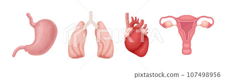 Human Body Internal Organ as Anatomy Vector Set 107498956