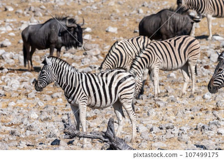 Zebras in Etosha 107499175