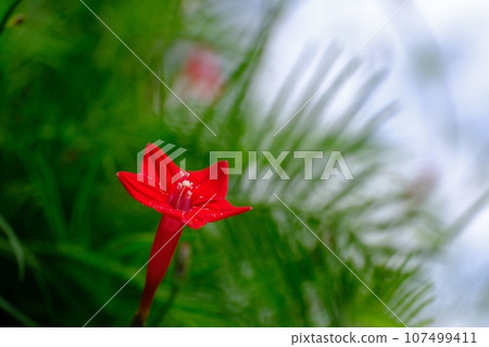 紅草花(Rukosou) 紅草花(Rukosou) 107499411
