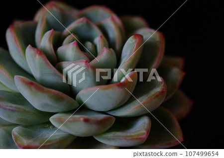 石蓮花 石蓮花 107499654