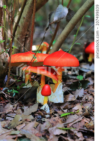 Tamagotake 107499839