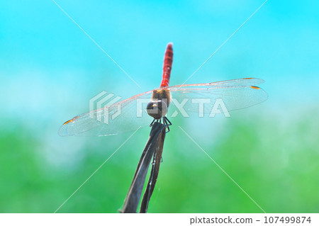 Handstand dragonfly red dragonfly 107499874