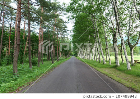 岩手縣八幡平，松樹和白樺林立的大道 107499948