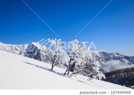 [福井縣] 陽光明媚的滑雪場“Ski Jam Katsuyama” 107499986
