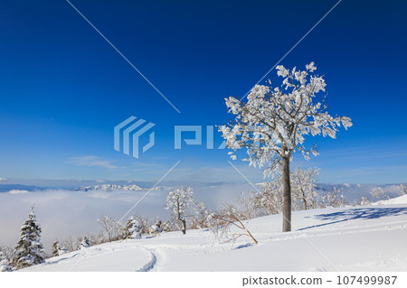 [福井縣] 陽光明媚的滑雪場“Ski Jam Katsuyama” 107499987