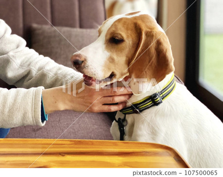 A woman's hand stroking a dog's neck A woman's hand stroking a dog's neck 107500065