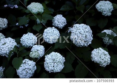 Mimo Shrine at night Mimo Shrine at night 107500393