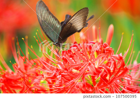 Higanki flower and cucurbit Higanki flower and cucurbit 107500395