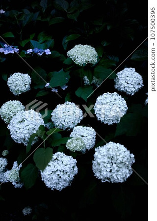 Mimo Shrine at night Mimo Shrine at night 107500396