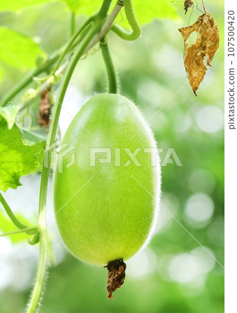 Wax gourd Wax gourd 107500420