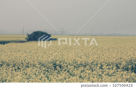 Mustard field 107500428