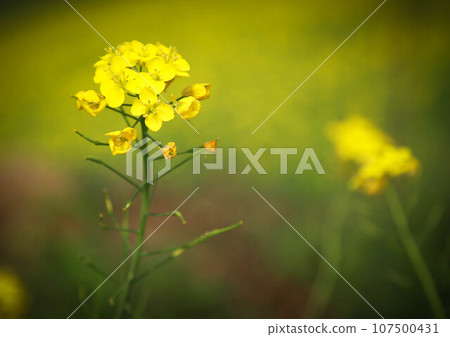 Mustard flowers Mustard flowers 107500431