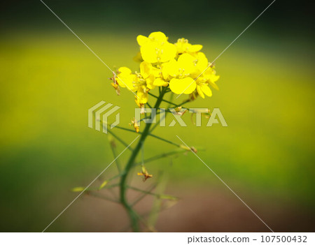 Mustard flowers Mustard flowers 107500432