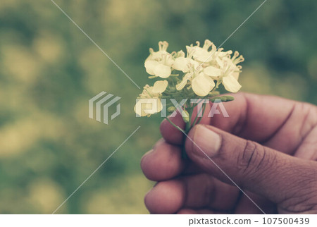 Hand holding mustard flowers Hand holding mustard flowers 107500439