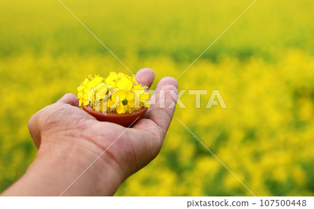 Hand holding mustard flowers 107500448