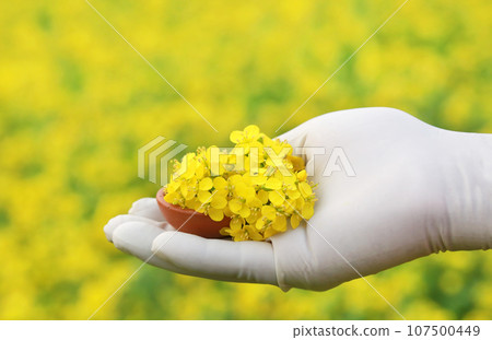 Hand holding mustard flowers Hand holding mustard flowers 107500449