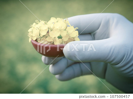 Mustard flowers outdoor Mustard flowers outdoor 107500457