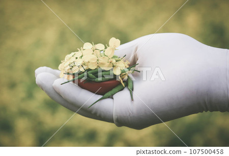 Hand holding mustard flowers Hand holding mustard flowers 107500458