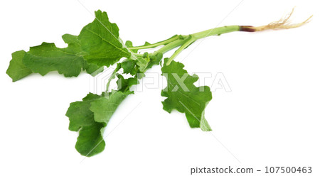 Edible mustard leaves Edible mustard leaves 107500463