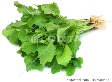 Edible mustard leaves Edible mustard leaves 107500464