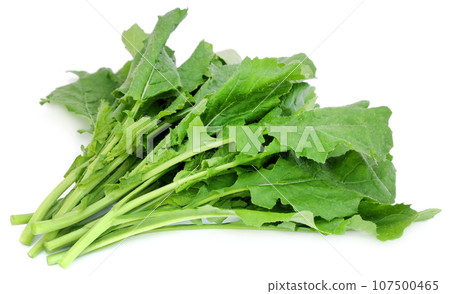Edible mustard leaves Edible mustard leaves 107500465