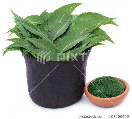 Medicinal neem leaves with ground paste Medicinal neem leaves with ground paste 107500469