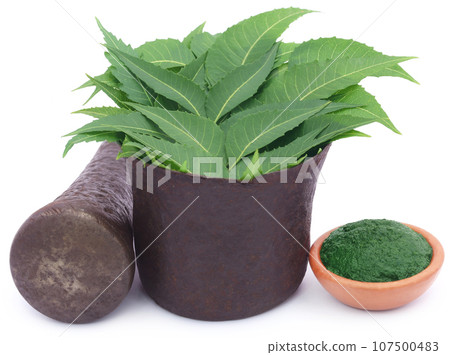 Medicinal neem leaves with ground paste 107500483