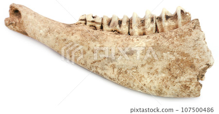 Cow bone of Jaw Cow bone of Jaw 107500486