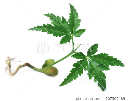 Young neem plant Young neem plant 107500489