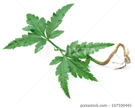 Young neem plant 107500491