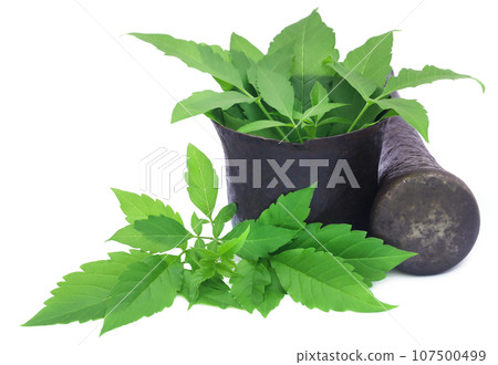 Medicinal Vitex Negundo 107500499