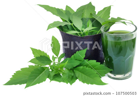 Medicinal Vitex Negundo Medicinal Vitex Negundo 107500503