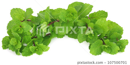 Bunch of mint leaves Bunch of mint leaves 107500701