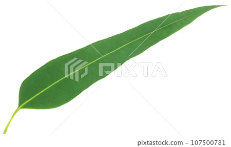 Eucalyptus leaf 107500781