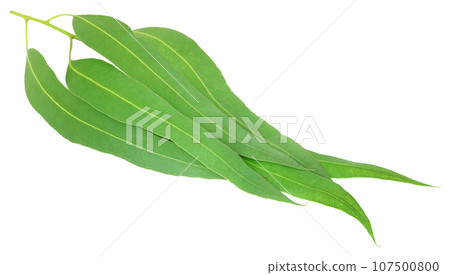 Eucalyptus leaves Eucalyptus leaves 107500800