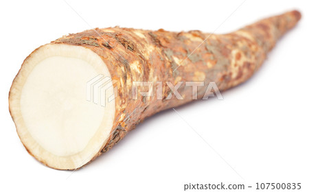 Root of Bomax tree used as ayurvedic treatment 107500835