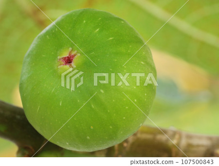 Green organic common fig Green organic common fig 107500843