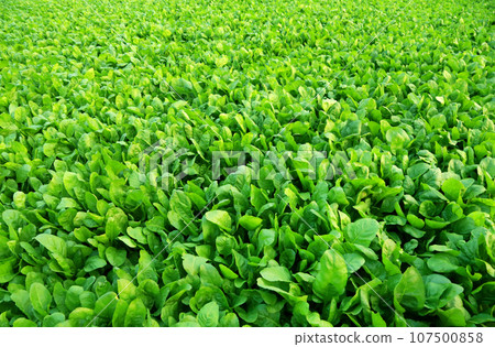Spinach field 107500858