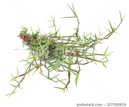 Bunch of Grass Bunch of Grass 107500859