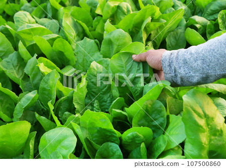 Fresh and organic spinach 107500860