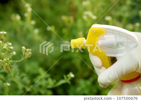 Spraying insecticide Spraying insecticide 107500876