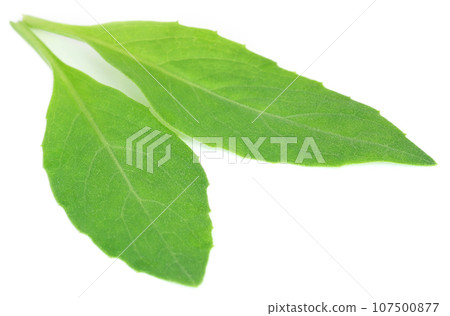 Gynura procumbens known as longevity spinach Gynura procumbens known as longevity spinach 107500877