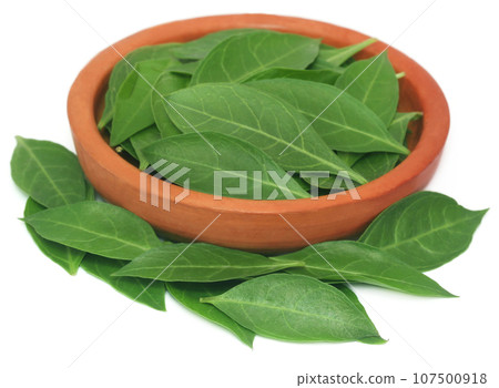 Ayurvedic henna leaves 107500918