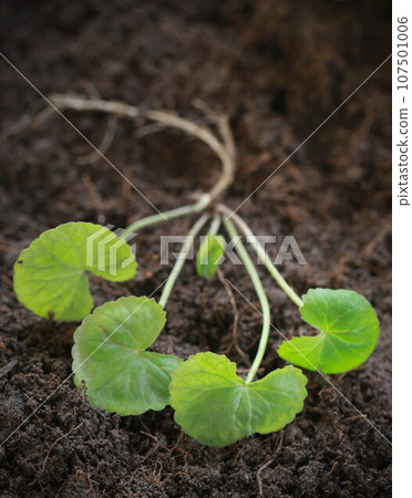 Medicinal thankuni seedling 107501006