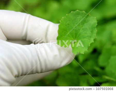 Picking Thankuni leaves 107501008