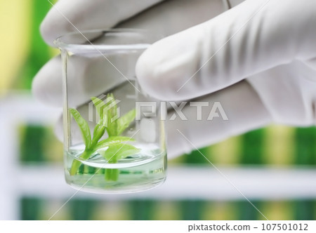 Tissue culture concept 107501012